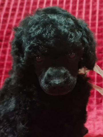 Пудель миниатюрный мальчик черный - 1/6