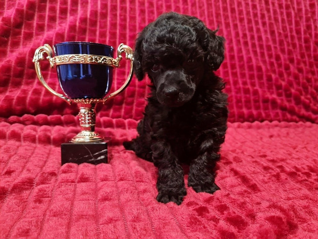 Пудель миниатюрный мальчик черный - 3/6