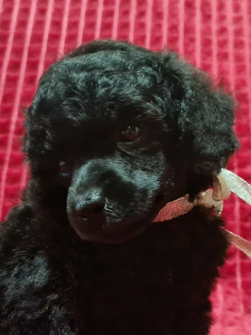 Пудель миниатюрный мальчик черный - 4/6