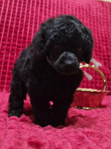 Пудель миниатюрный мальчик черный - 5/6