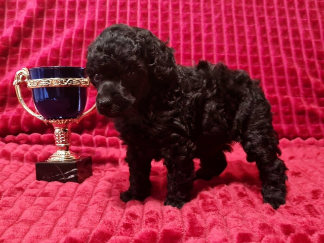 Пудель миниатюрный мальчик черный - 6/6