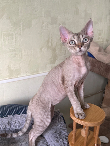 Девочка девон рекс - 1/6