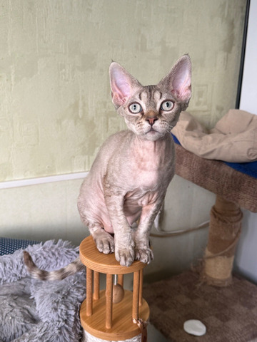 Девочка девон рекс - 2/6