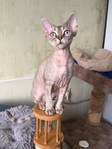 Девочка девон рекс - 3/6