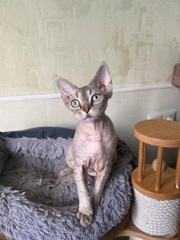 Девочка девон рекс - 4/6