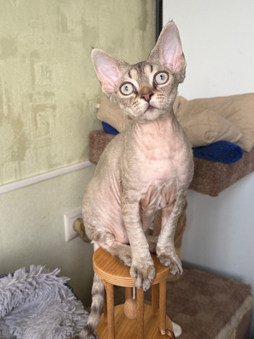 Девочка девон рекс - 5/6