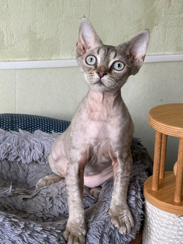 Девочка девон рекс - 6/6