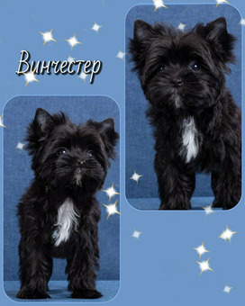 Цветной йорк