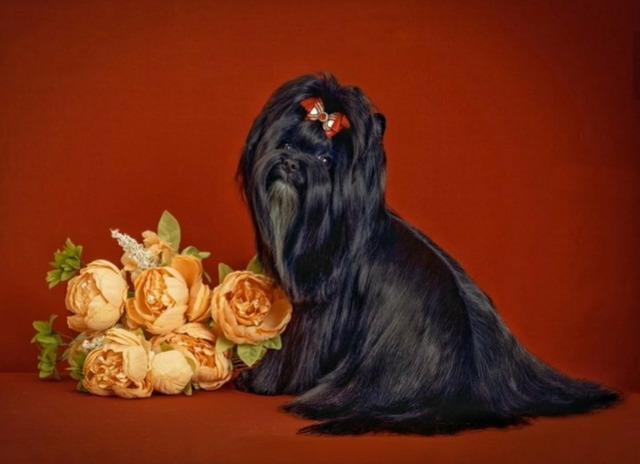 Цветной йорк - 2/3