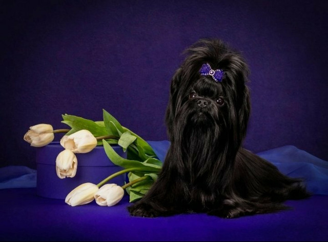 Цветной йорк - 3/3