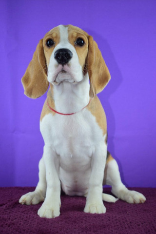 Щенок бигля девочка - 1/4