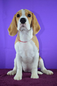 Щенок бигля девочка