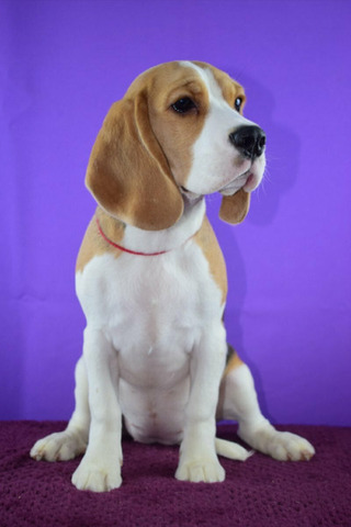 Щенок бигля девочка - 2/4