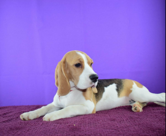 Щенок бигля девочка - 3/4