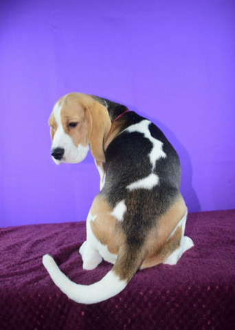 Щенок бигля девочка - 4/4