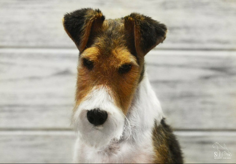 Жесткошерстный фокстерьер, щенок