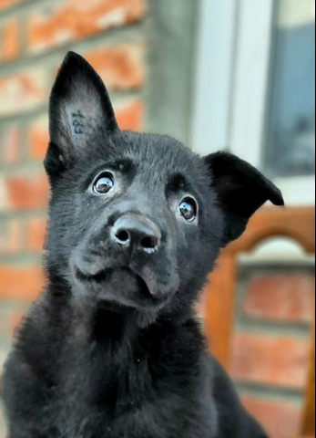 Щенок ВЕО - 2/5