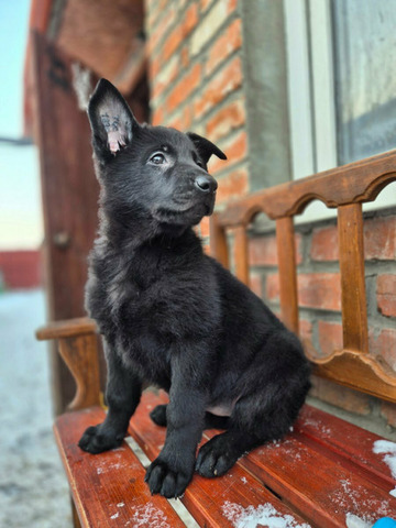 Щенок ВЕО - 3/5