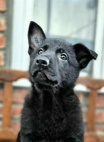 Щенок ВЕО - 4/5