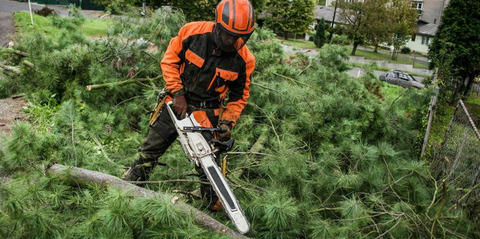Спил дерева с естественным наклоном в Санкт-Петербурге и ЛО