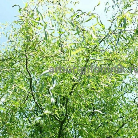 Крупномеры в Москве и Подмосковье с доставкой и посадкой - 1/10