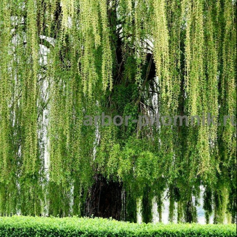 Крупномеры в Москве и Подмосковье с доставкой и посадкой - 2/10