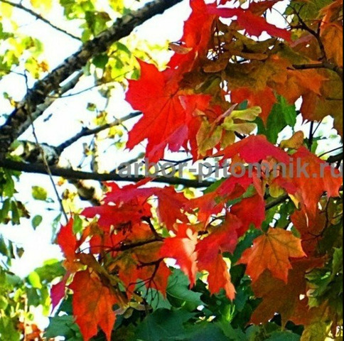 Крупномеры в Москве и Подмосковье с доставкой и посадкой - 3/10