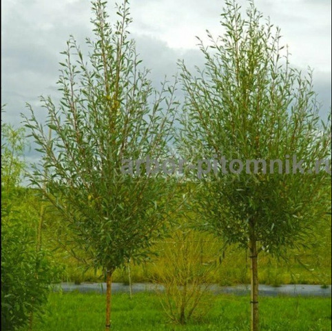 Крупномеры в Москве и Подмосковье с доставкой и посадкой - 4/10