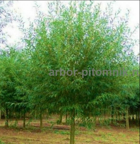 Крупномеры в Москве и Подмосковье с доставкой и посадкой - 6/10