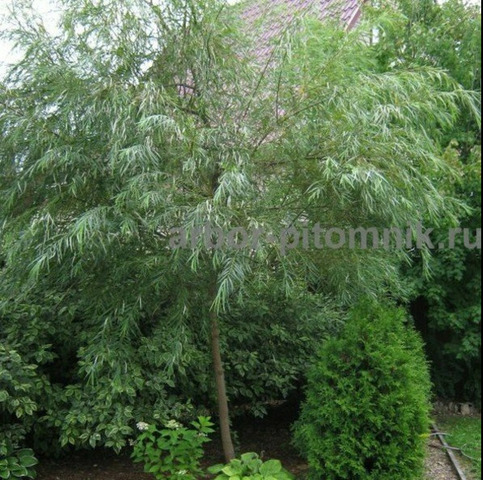 Крупномеры в Москве и Подмосковье с доставкой и посадкой - 7/10