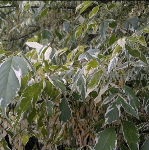 Крупномеры в Москве и Подмосковье с доставкой и посадкой - 8/10