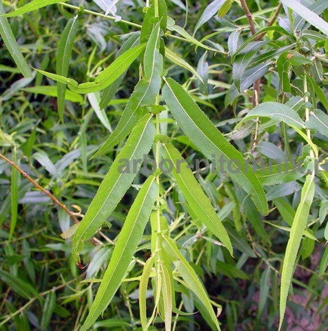 Крупномеры в Москве и Подмосковье с доставкой и посадкой - 9/10