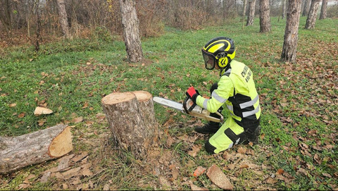 Профессиональные услуги арбориста в Краснодарском крае