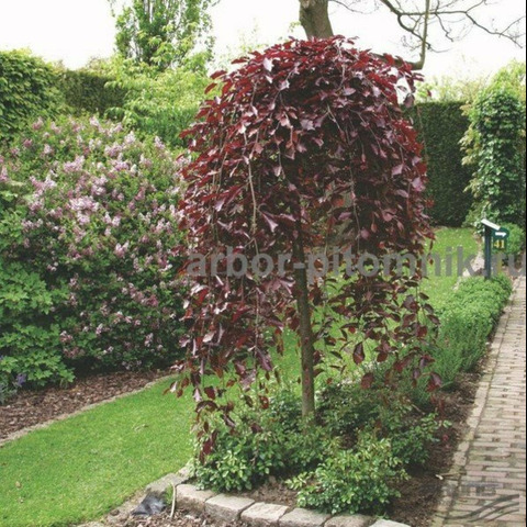 Саженцы яблони из питомника, с доставкой и посадкой - 2/12