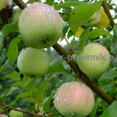 Саженцы яблони из питомника, с доставкой и посадкой - 7/12