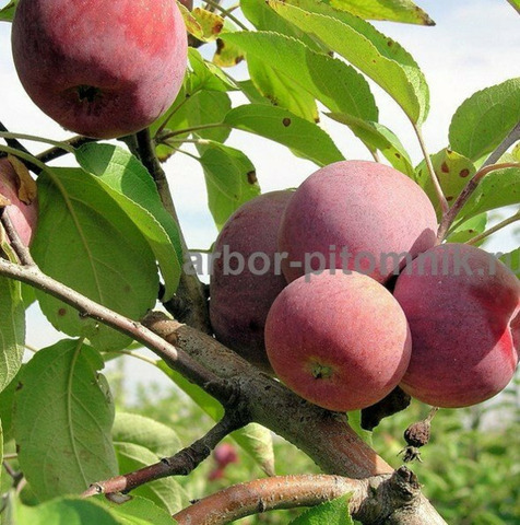 Саженцы яблони из питомника, с доставкой и посадкой - 10/12