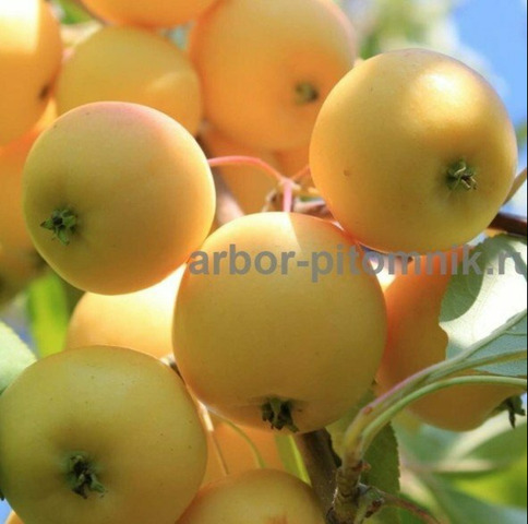 Саженцы яблони из питомника, с доставкой и посадкой - 11/12