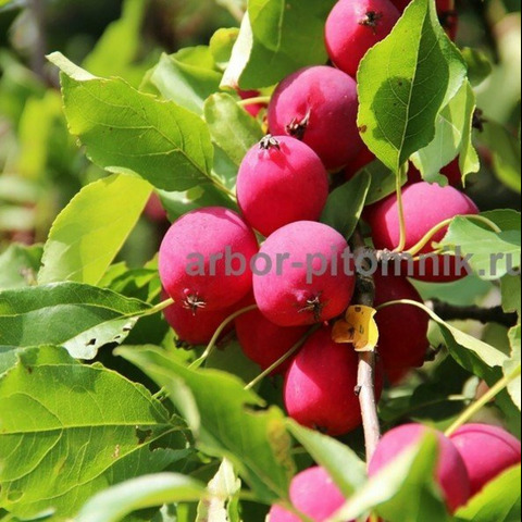 Саженцы яблони из питомника, с доставкой и посадкой - 12/12