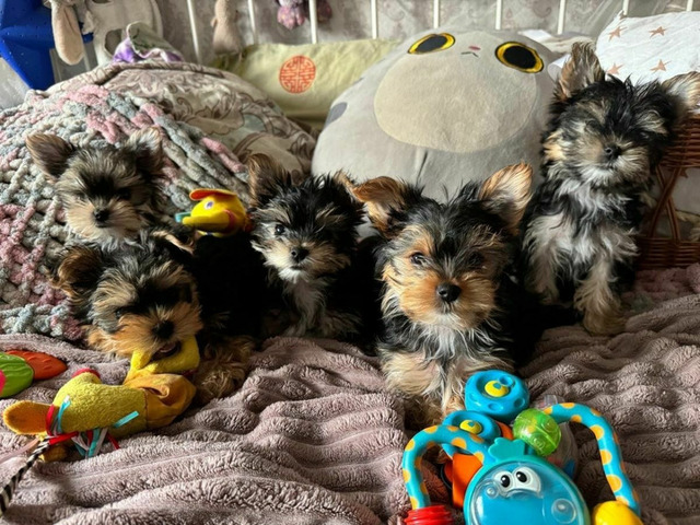 Йоркширский терьер мини, есть доставка - 1/5