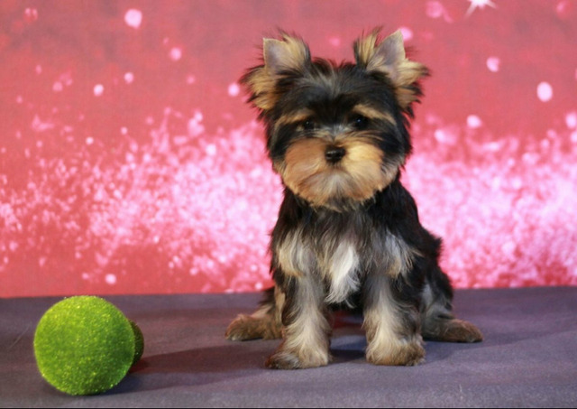 Йоркширский терьер мини, есть доставка - 2/5