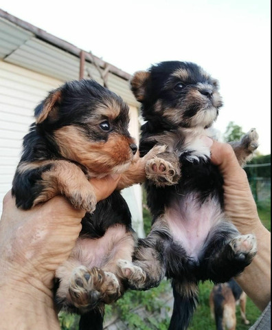 Йоркширский терьер мини, есть доставка - 3/5