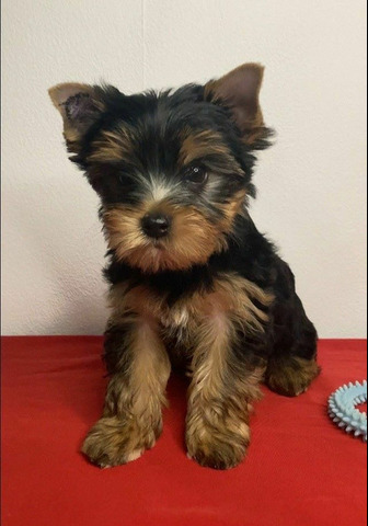 Йоркширский терьер мини, есть доставка - 4/5