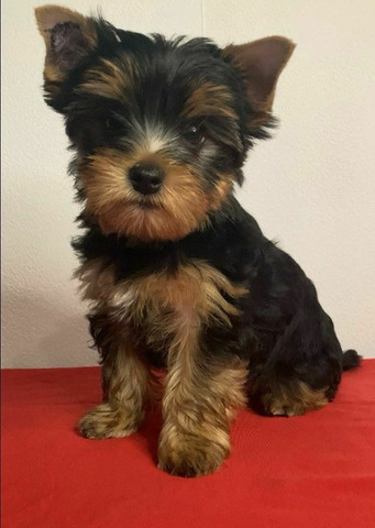 Йоркширский терьер мини, есть доставка - 5/5