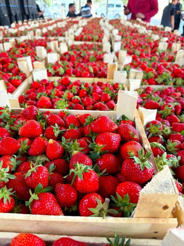 КЛУБНИКА 🍓 ИЗ КИРГИЗИИ - 2/5