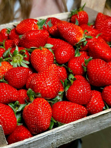 КЛУБНИКА 🍓 ИЗ КИРГИЗИИ - 3/5