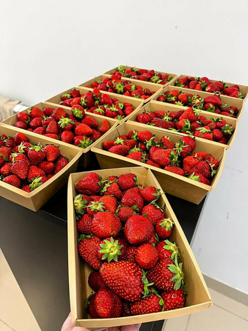 КЛУБНИКА 🍓 ИЗ КИРГИЗИИ - 5/5