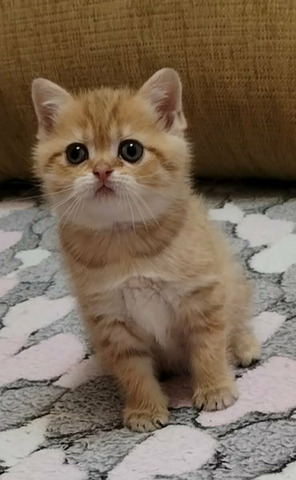 Iceberg cattery - 2/3