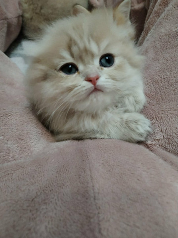 Iceberg cattery - 3/3