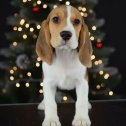 Анна Холджигитова