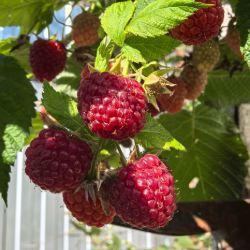 Людмила Макеева